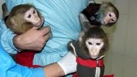 سرنوشت میمون‌های فضانورد ایرانی پس از پرتاب | عکس
