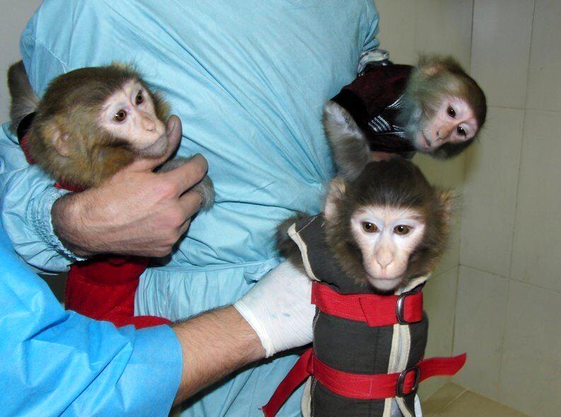 سرنوشت میمون‌های فضانورد ایرانی پس از پرتاب | عکس