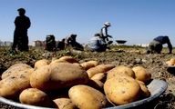 روند افزایش قیمت سیب‌زمینی تا ۱۰۶ درصد