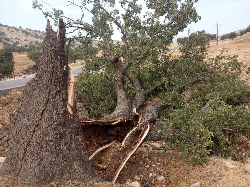 سهل انگاری در یک مدرسه؛ حال یک دانش آموز وخیم شد/ احضار ۵ مدیر آموزش و پرورش به دادسرا 