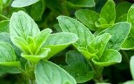 بهترین آنتی بیوتیک های گیاهی برای فصل سرما