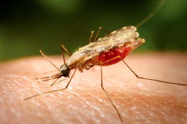 افزایش ابتلا به مالاریا در این استان از کشور