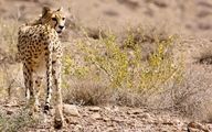 هومینو در یزد است | یوزپلنگ آسیایی پس از ۶ سال پیدا شد