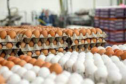قیمت جدید تخم مرغ اعلام شد | شانه ۲ کیلویی، ۸۰ هزار تومان
