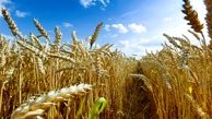 خبر خوش وزیر جهاد کشاورزی برای گندمکاران | ابلاغیه افزایش قیمت گندم صادر شد؟