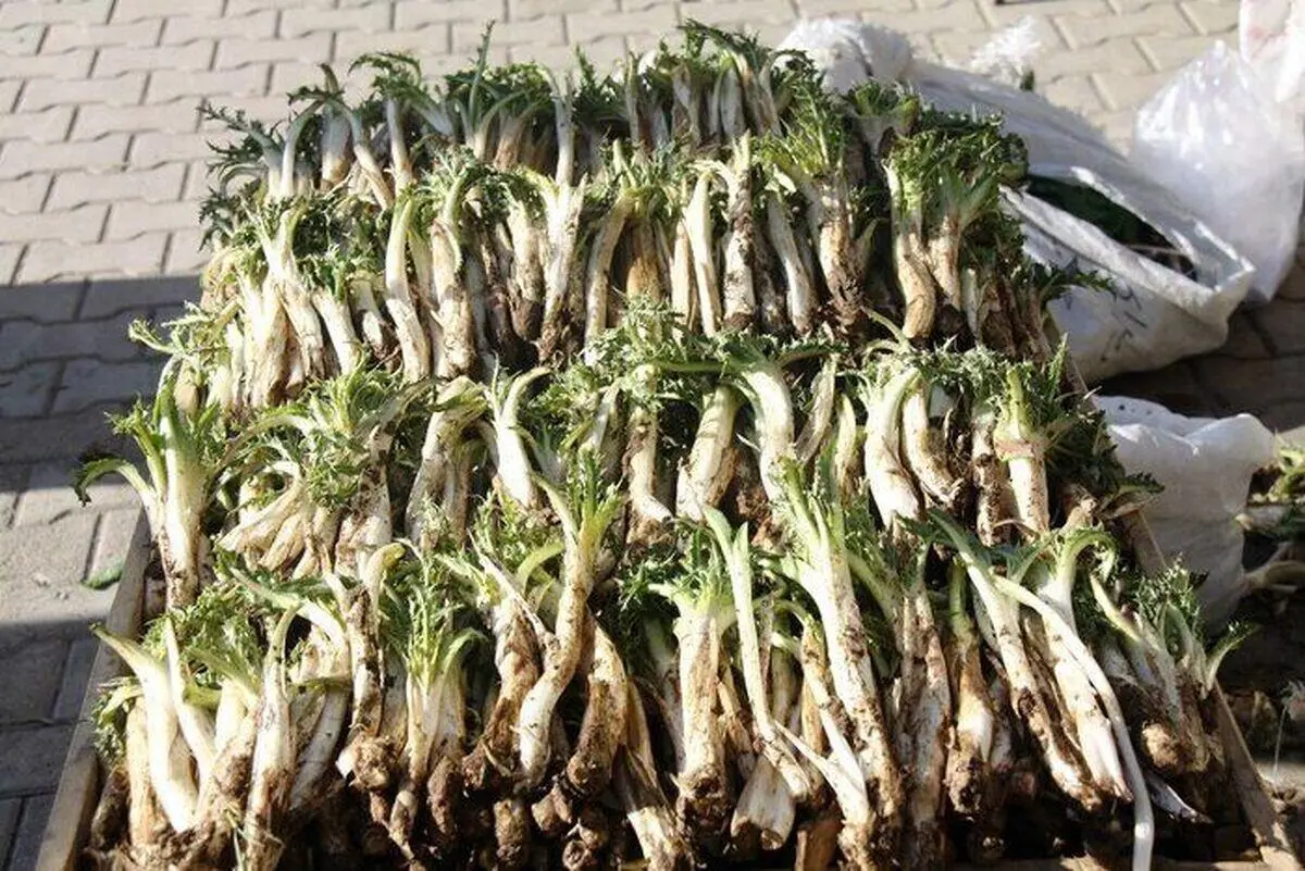 میراث طبیعی زاگرس در دست نابودی