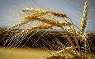 دولت قیمت گندم را مشخص کرد