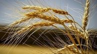 جنگ جهانی گندم در راه است
