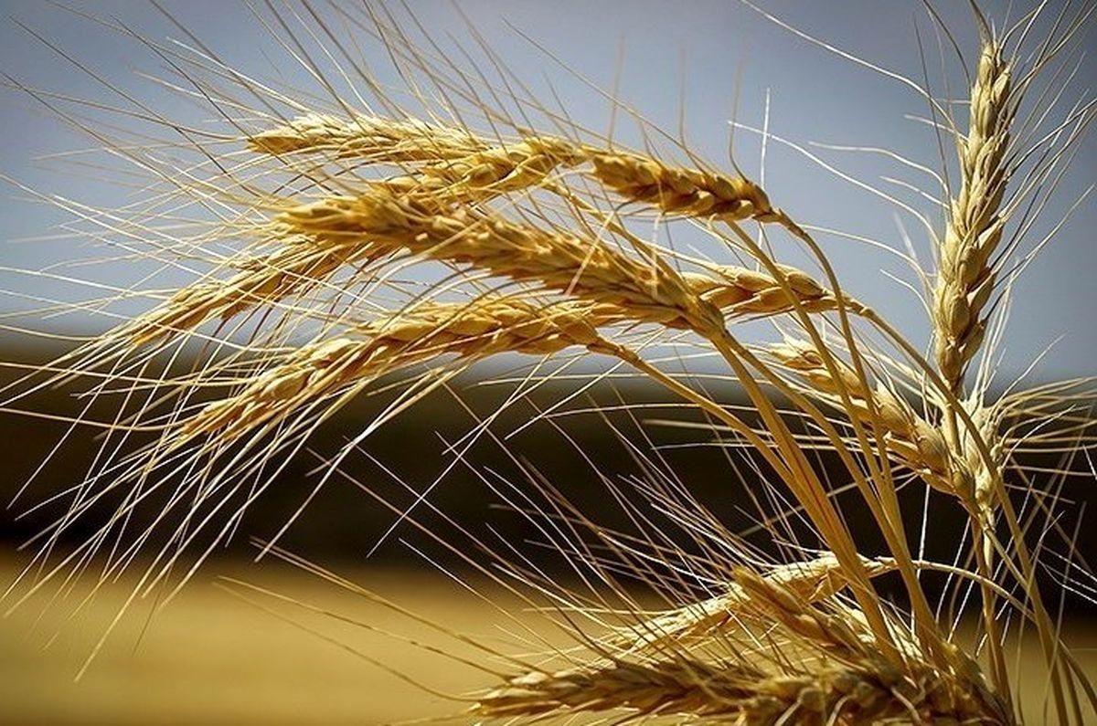 ۲۰ تن گندم احتکار شده در "قروه" کشف شد