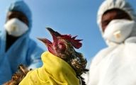 هشدار جدی درباره آنفلوآنزای فوق حاد پرندگان 