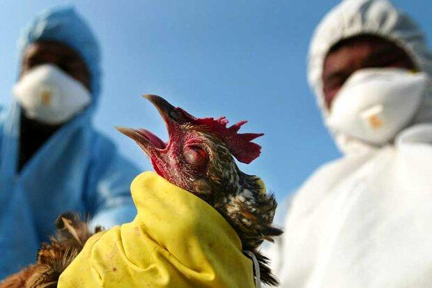 هشدار جدید درباره شیوع آنفلوآنزای پرندگان