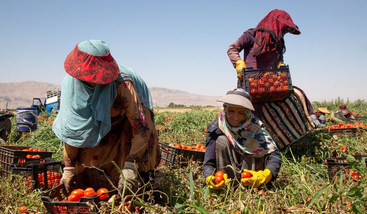 زنان کارگر در زمین‌های کشاورزی