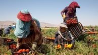 زنان کارگر در زمین‌های کشاورزی | عکس