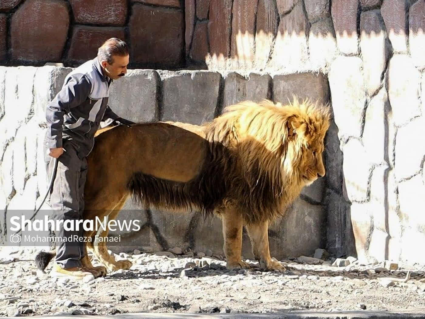 شیر باغ وحش مشهد یک هفته ای چاق و چله شد+جزئیات تازه