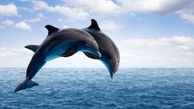 سوءاستفاده شرم‌آور روسیه از دلفین‌ها+ عکس