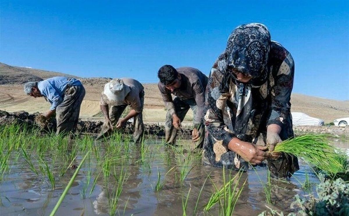 بیماری عجیب به نام تب شالیزار در مازندران حسابی جنجالی شد | آمار فوتی‌ها