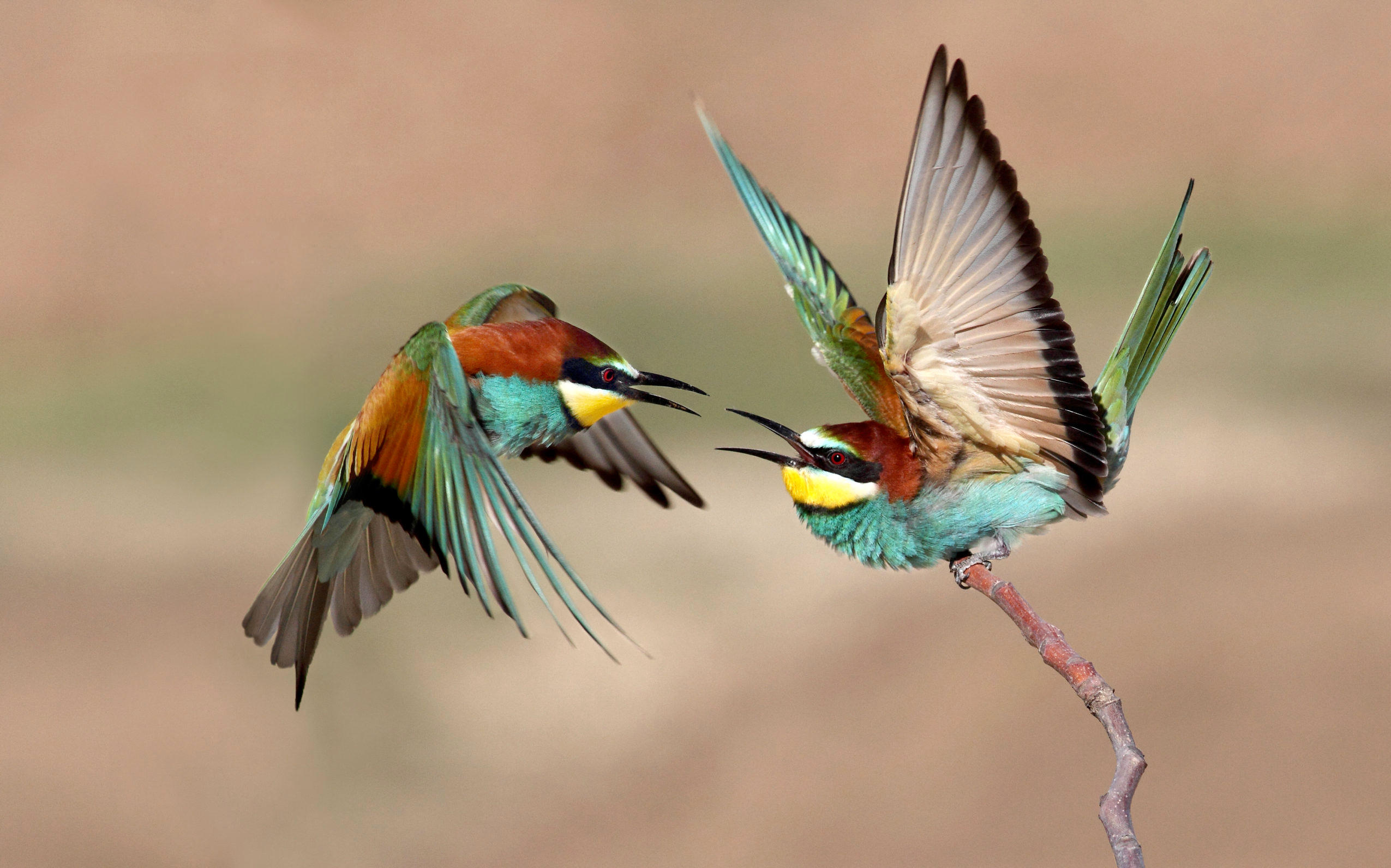 فیلمی از رقص زیبای پرندگان بر فراز دریا+ببینید
