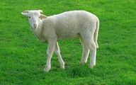 این گوسفند بامزه در اینستاگرام غوغا کرد! / فیلم