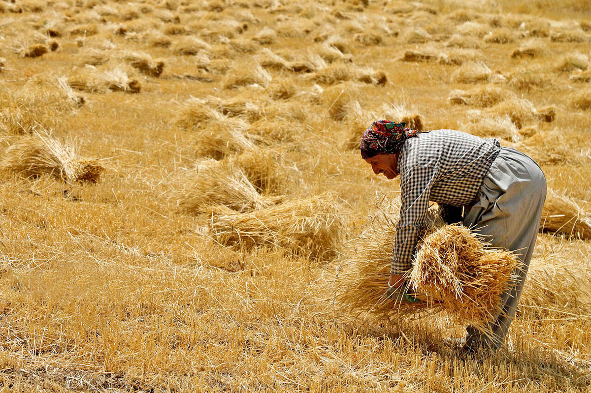 صدای مجلس درآمد / چرا دولت مطالبات گندمکاران را پرداخت نمی کند؟