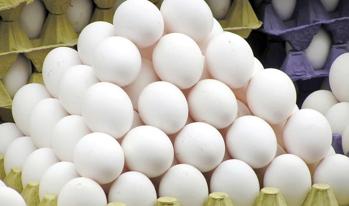صادرات مرغ و تخم‌مرغ آزاد شد