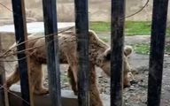 واکنش دادستان مازندران به خبر وضعیت بد حیوانات در باغ وحش ساری