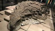 کشف جدید باستان شناسان؛ فسیل سالم دایناسور زره پوش پس از ۱۰۰ میلیون سال!