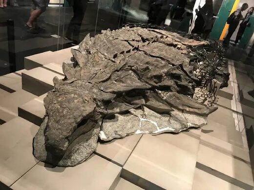کشف جدید باستان شناسان؛ فسیل سالم دایناسور زره پوش پس از ۱۰۰ میلیون سال!