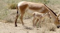 ببینید| تولد سومین گورخر ایرانی در پارک ملی کویر