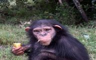 مرگ دلخراش باران شامپانزه ایرانی در کنیا