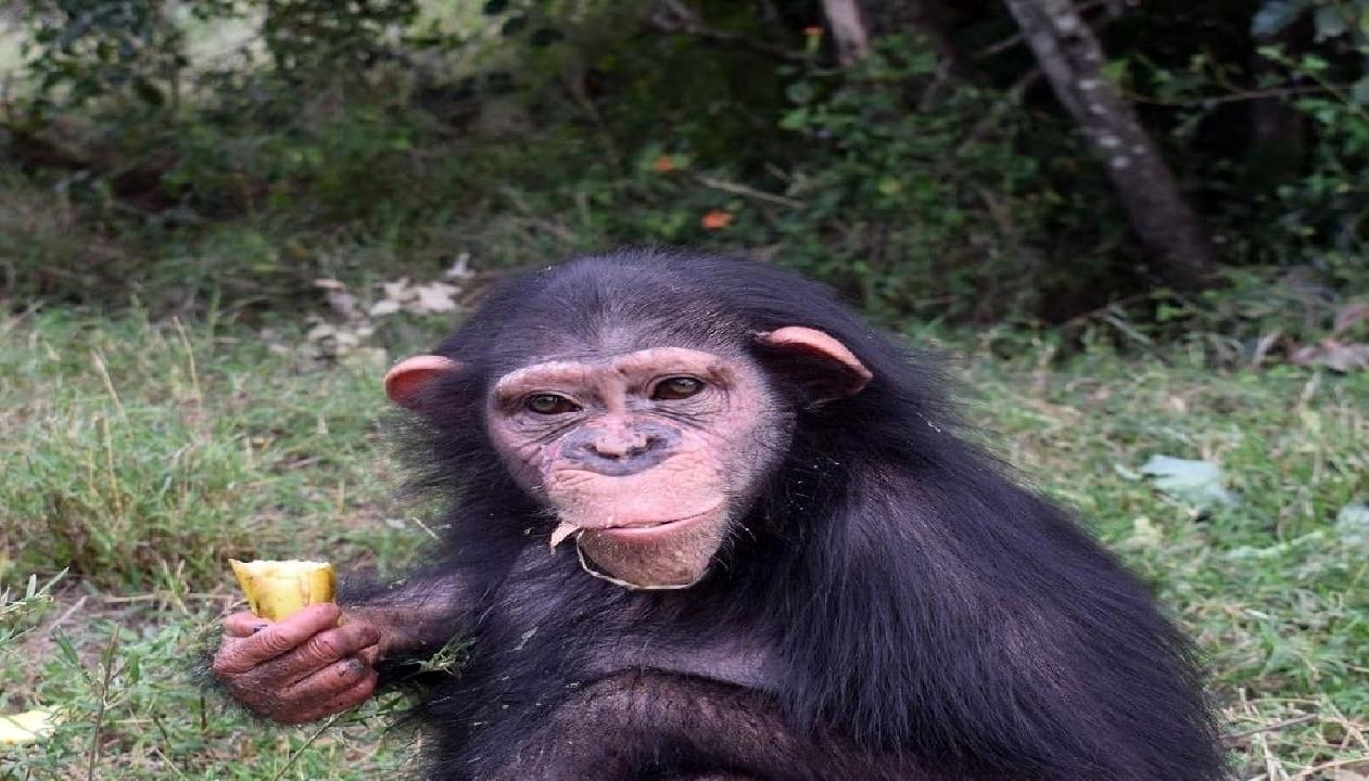 مرگ دلخراش باران شامپانزه ایرانی در کنیا