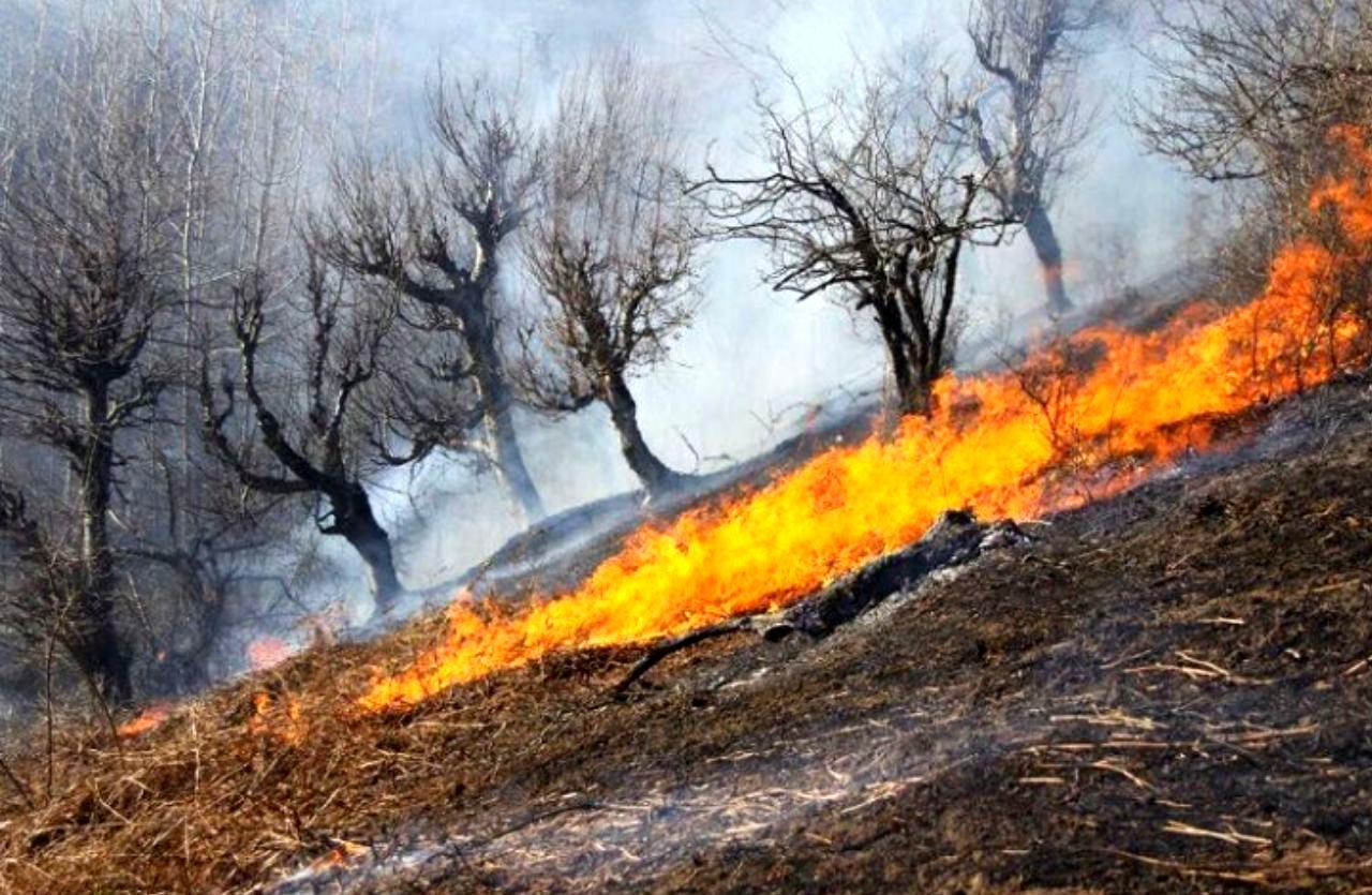 آتش به جان جنگل‌های مازندران افتاد