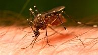 چرا پشه‌های نر ما را نیش نمی‌زنند؟