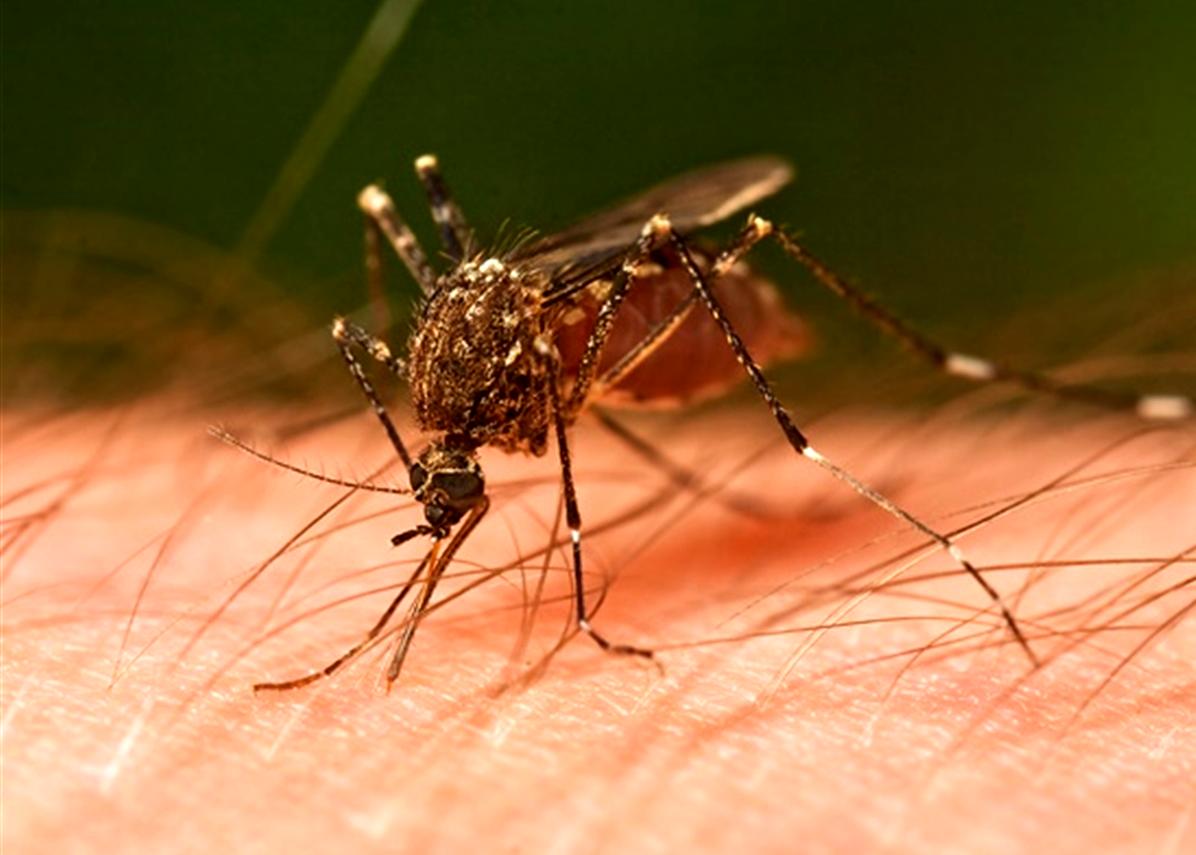 چرا پشه‌های نر ما را نیش نمی‌زنند؟