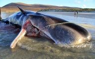 چه عاملی مانع متلاشی شدن مغز نهنگ‌ها می‌شود؟