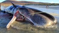 کشف لاشه نهنگ غول‌پیکر در چابهار + عکس