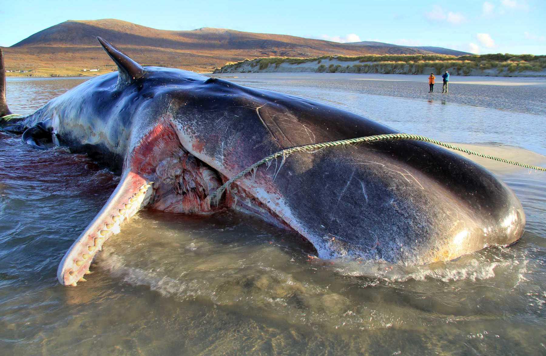 خبر بد از محیط زیست؛ کشف لاشه نهنگ درحال انقراض+عکس