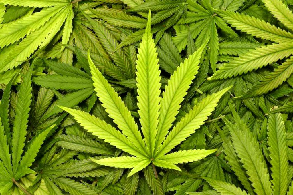 ۵ تن ماریجوانا در قم کشف شد
