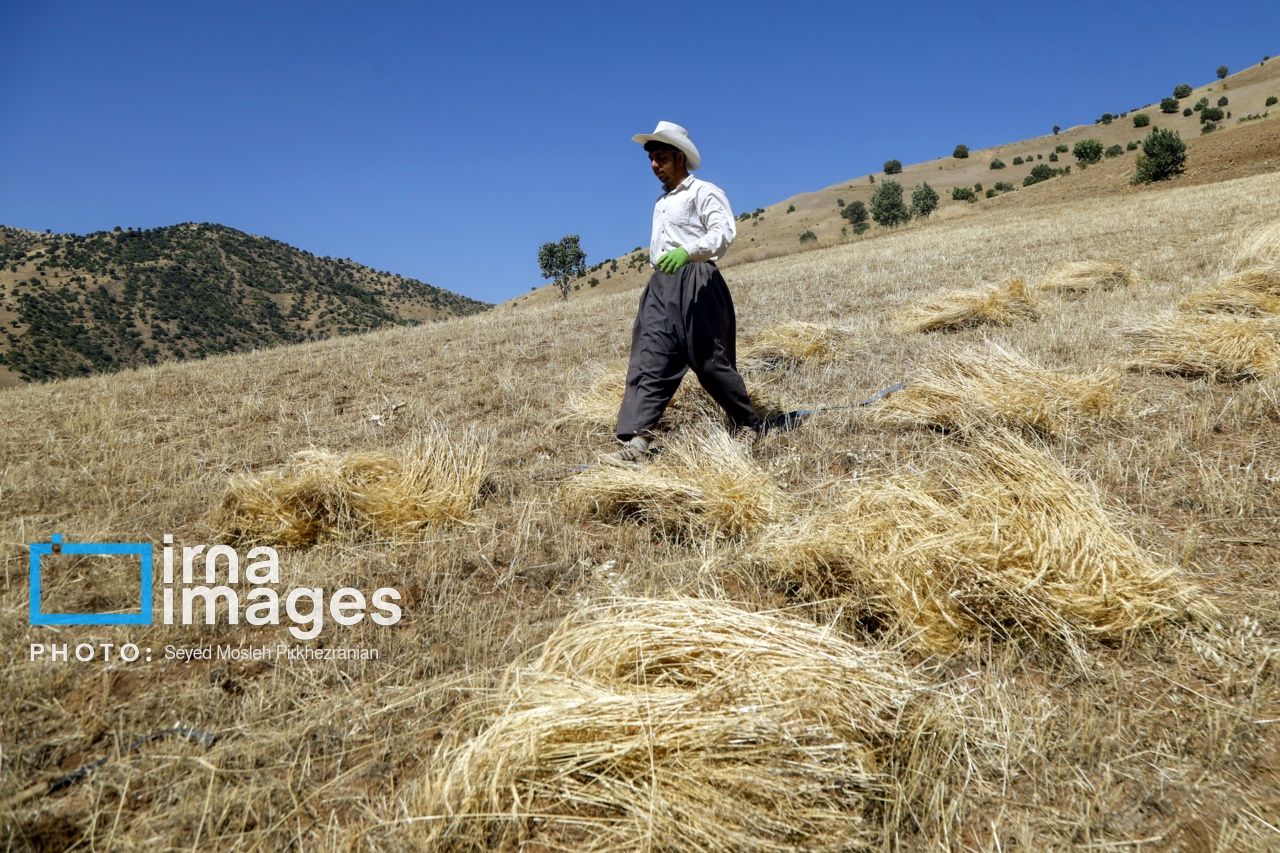 تصاویر برداشت سنتی گندم را ببینید