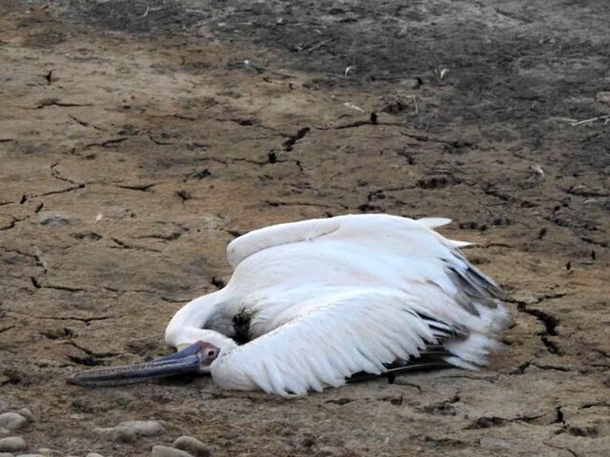 مرگ دلخراش پرندگان هورالعظیم / علت چه بود؟ + عکس