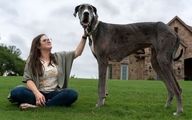 بلندترین سگ زنده جهان را ببینید