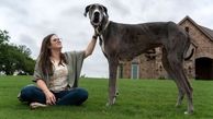 بلندترین سگ زنده جهان را ببینید