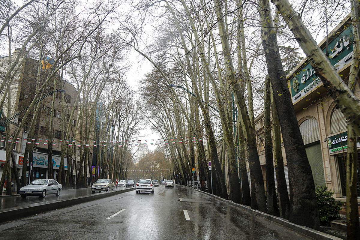 زاکانی درختان معروف ترین خیابان تهران را قطع کرد + عکس