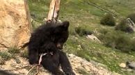 حمله هولناک خرس به سربندان | شهروندان نگران نباشند!