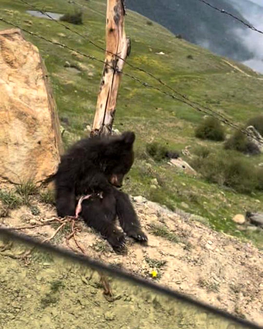 حمله خرس وحشی در کوهرنگ + عکس