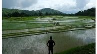 بزرگترین صادرکننده برنج جهان دست از کار کشید