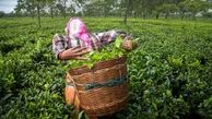نفت در برابر چای سریلانکا برای پرداخت بدهی ۲۵۰ میلیون دلاری ایران 