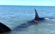 ویدیو جنجالی از نهنگ‌سواری یک بوشهری در خلیج فارس