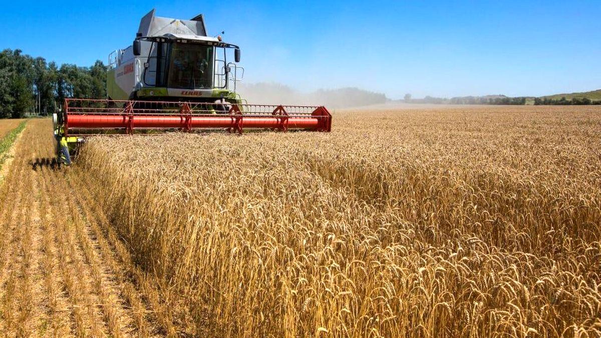 خبر مهم و رسمی | قیمت هر کیلو گندم در سال جاری اعلام شد