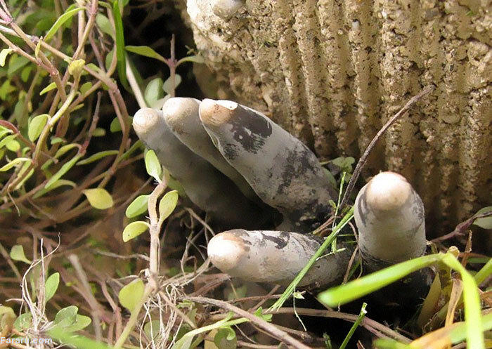 ترسناک‌ترین قارچ دنیا که شبیه زامبی است را ببینید!+عکس