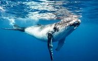 زندگی سخت یک نهنگ گوژپشت قبل از خودکشی 